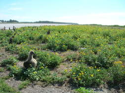 Image of Golden Crownbeard