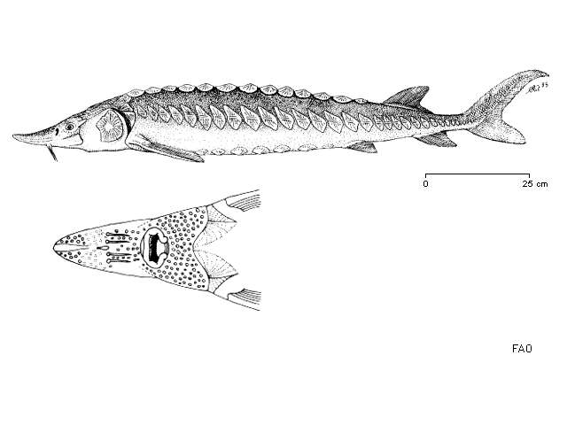 Image of Atlantic Sturgeon