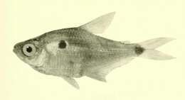 Image of Phenacogaster