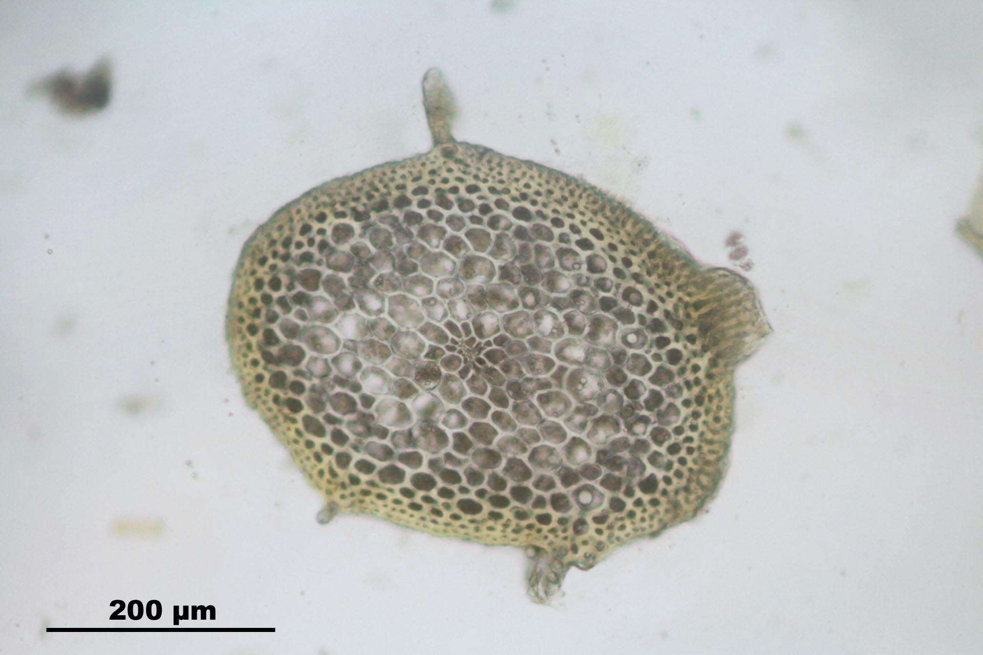 Image of rhytidium moss