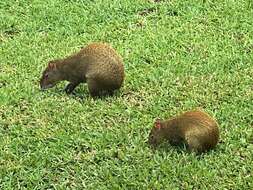 Image of Central American Agouti