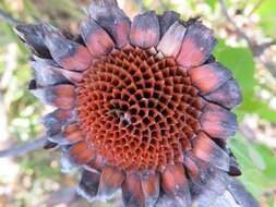 Image of Stink-leaf sugarbush