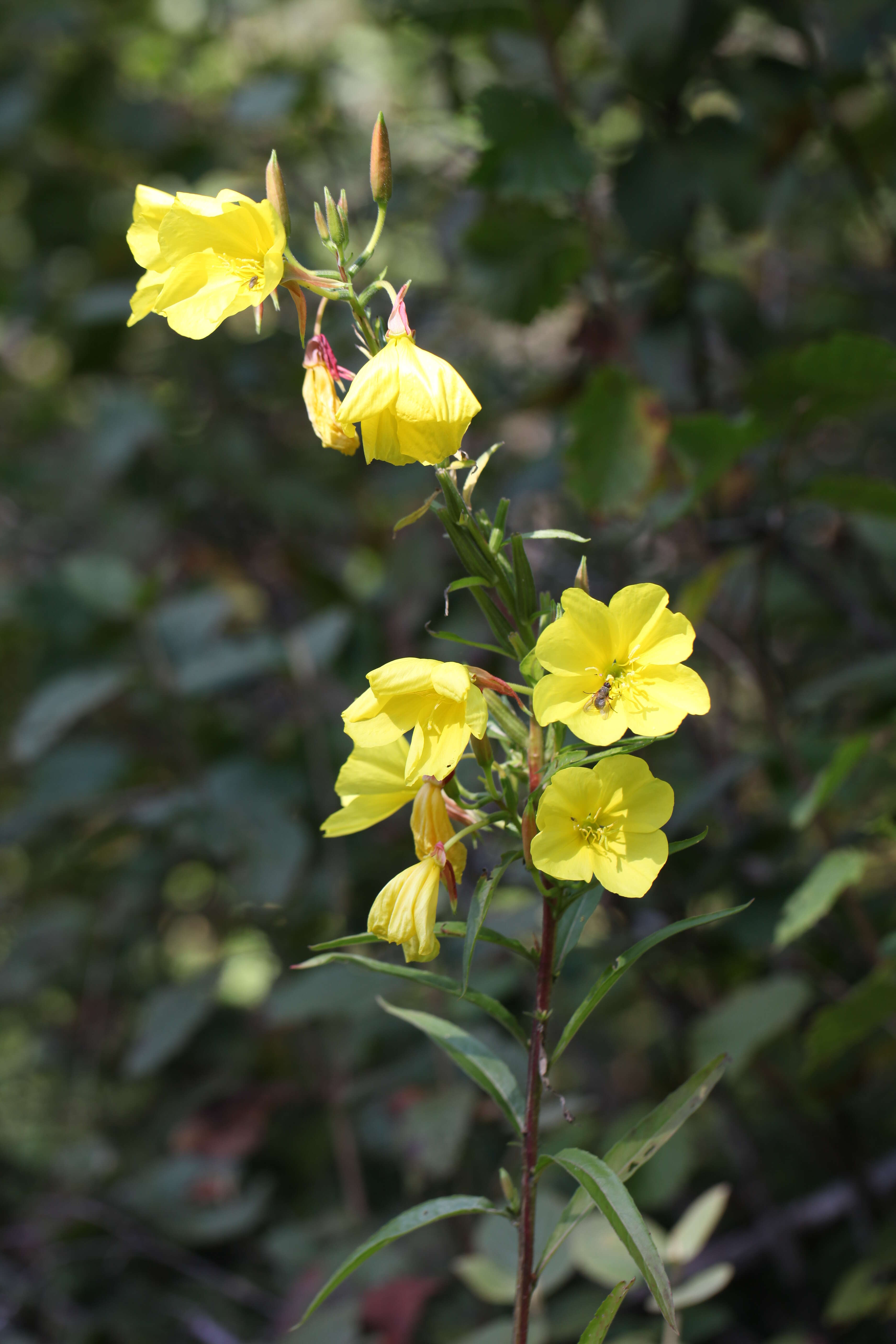 Imagem de Oenothera biennis L.