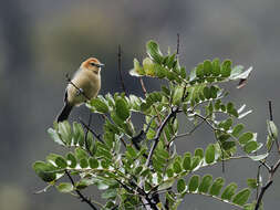 Слика од Thlypopsis inornata (Taczanowski 1879)