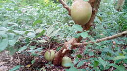 Image of common calabash tree