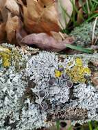 Image of starry rosette lichen