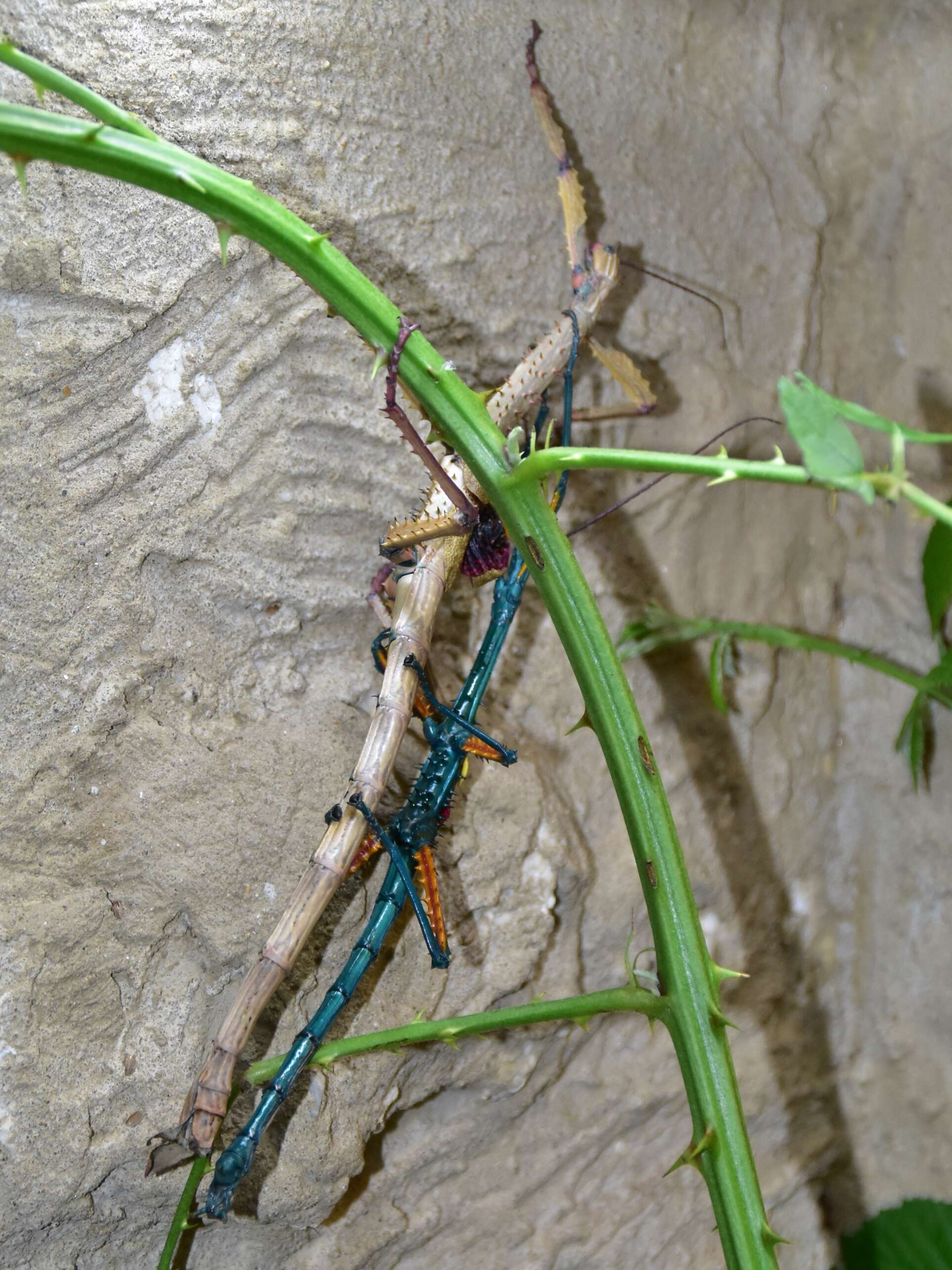 Image of Achrioptera fallax Coquerel 1861