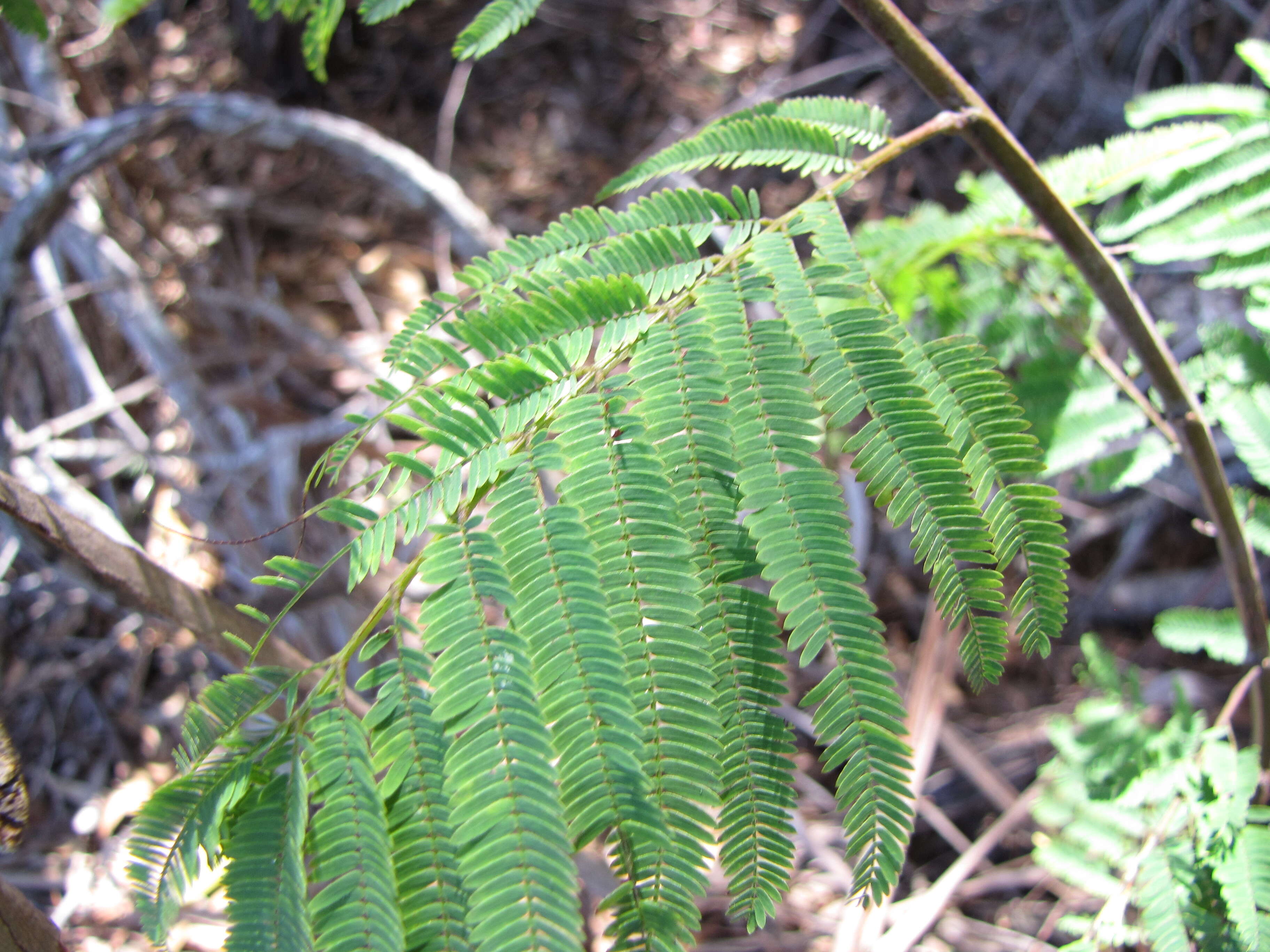 Image de Calliandra houstoniana (Mill.) Standl.