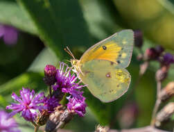 Image of Orange Sulphur