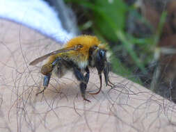 Image of Common carder bumblebee