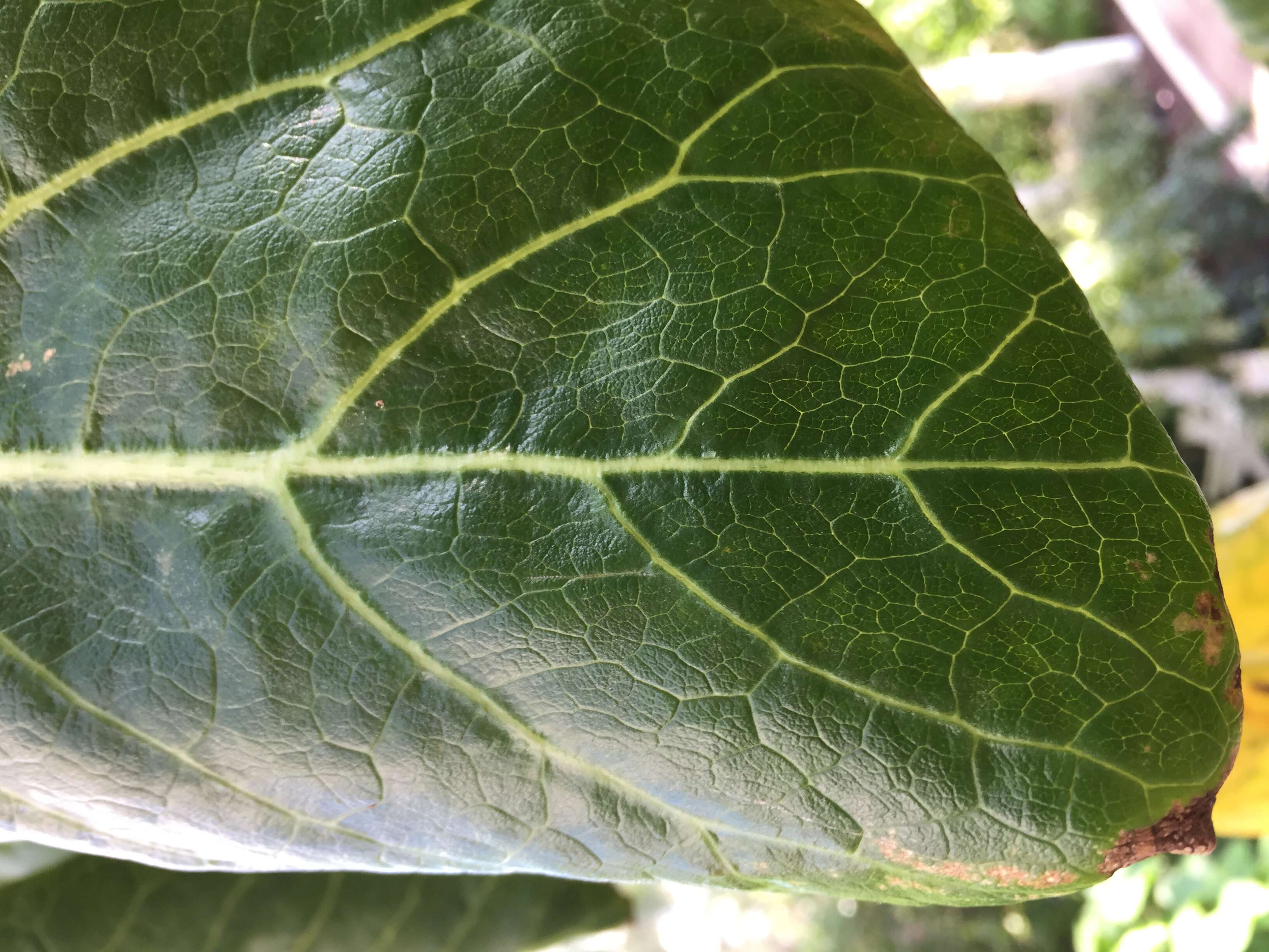 Image of Sonchus brassicifolius S. C. Kim & Mejías