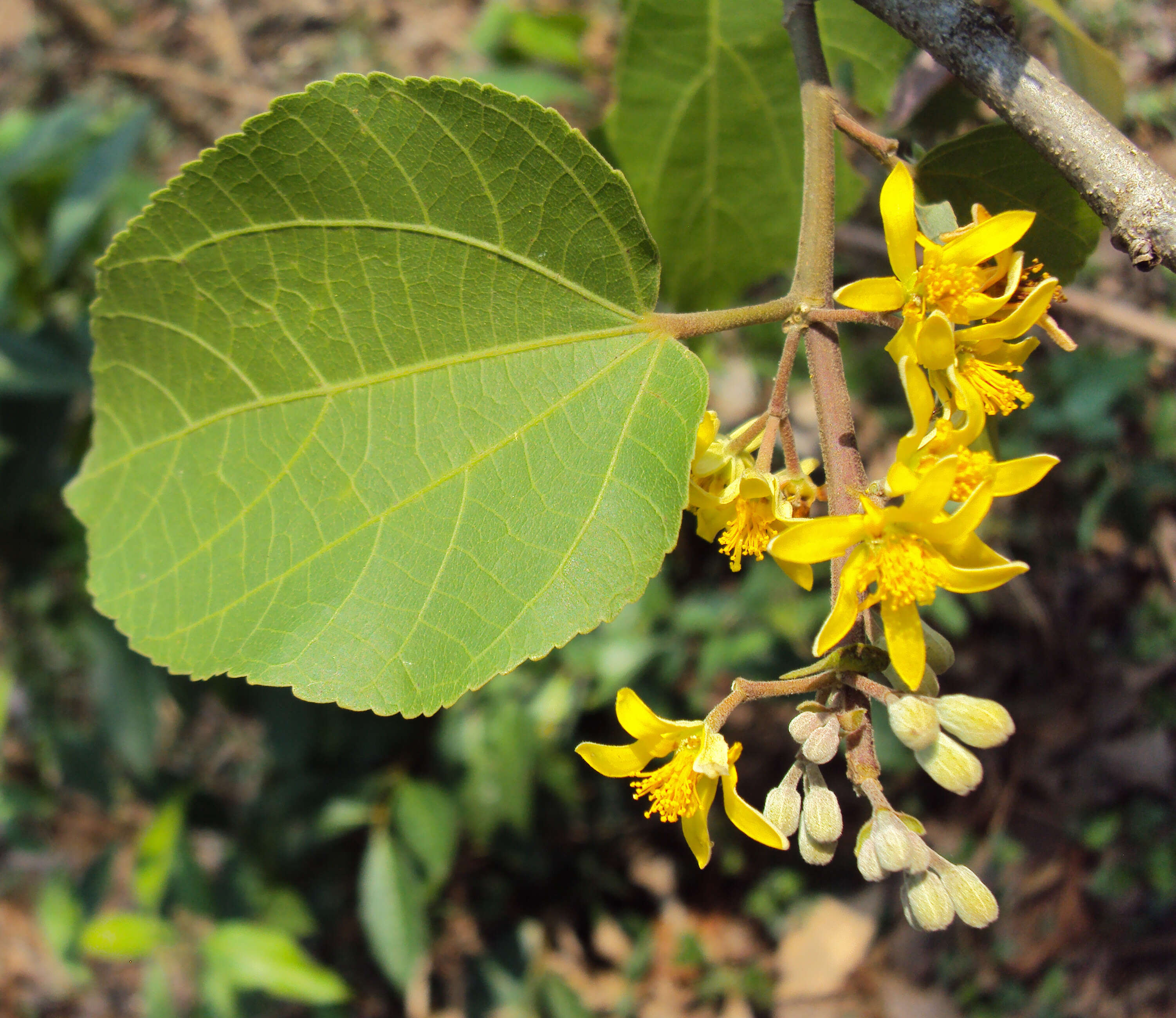 Sivun Grewia tiliifolia Vahl kuva