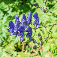 Слика од Aconitum napellus L.