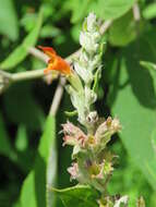 Image of Colquhounia coccinea Wall.