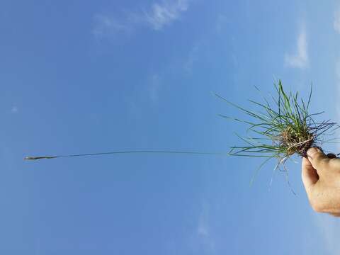 Image of Helictochloa pratensis (L.) Romero Zarco