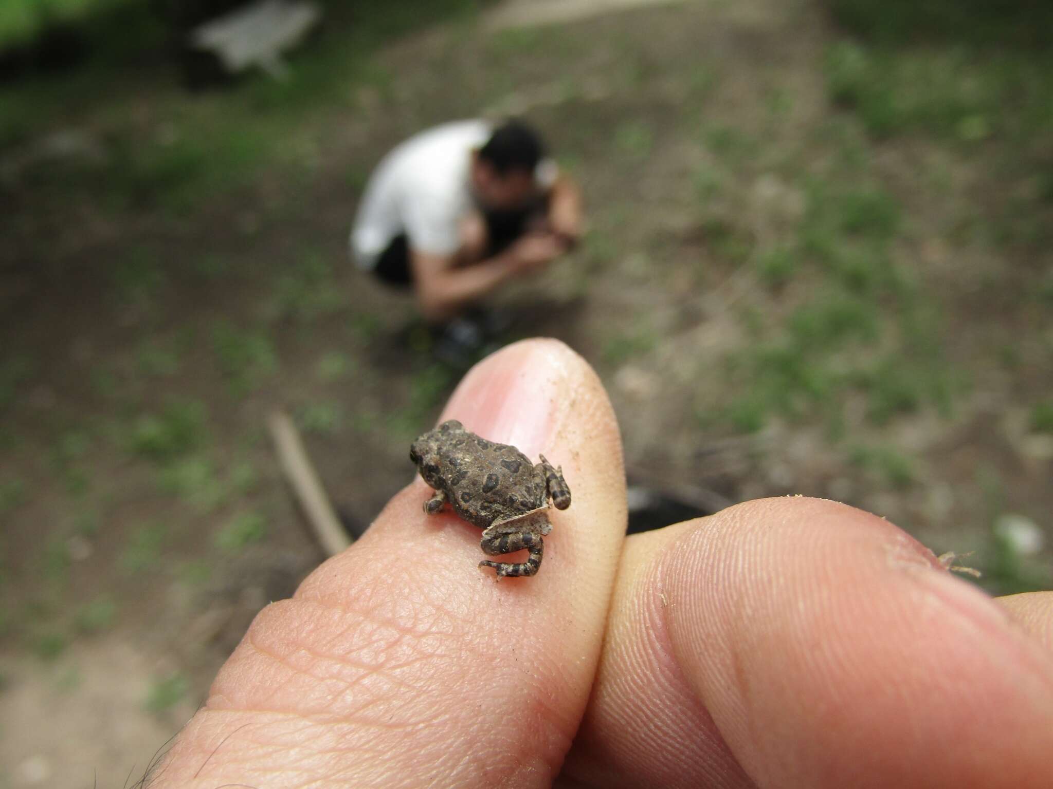 Rhinella arenarum (Hensel 1867)的圖片