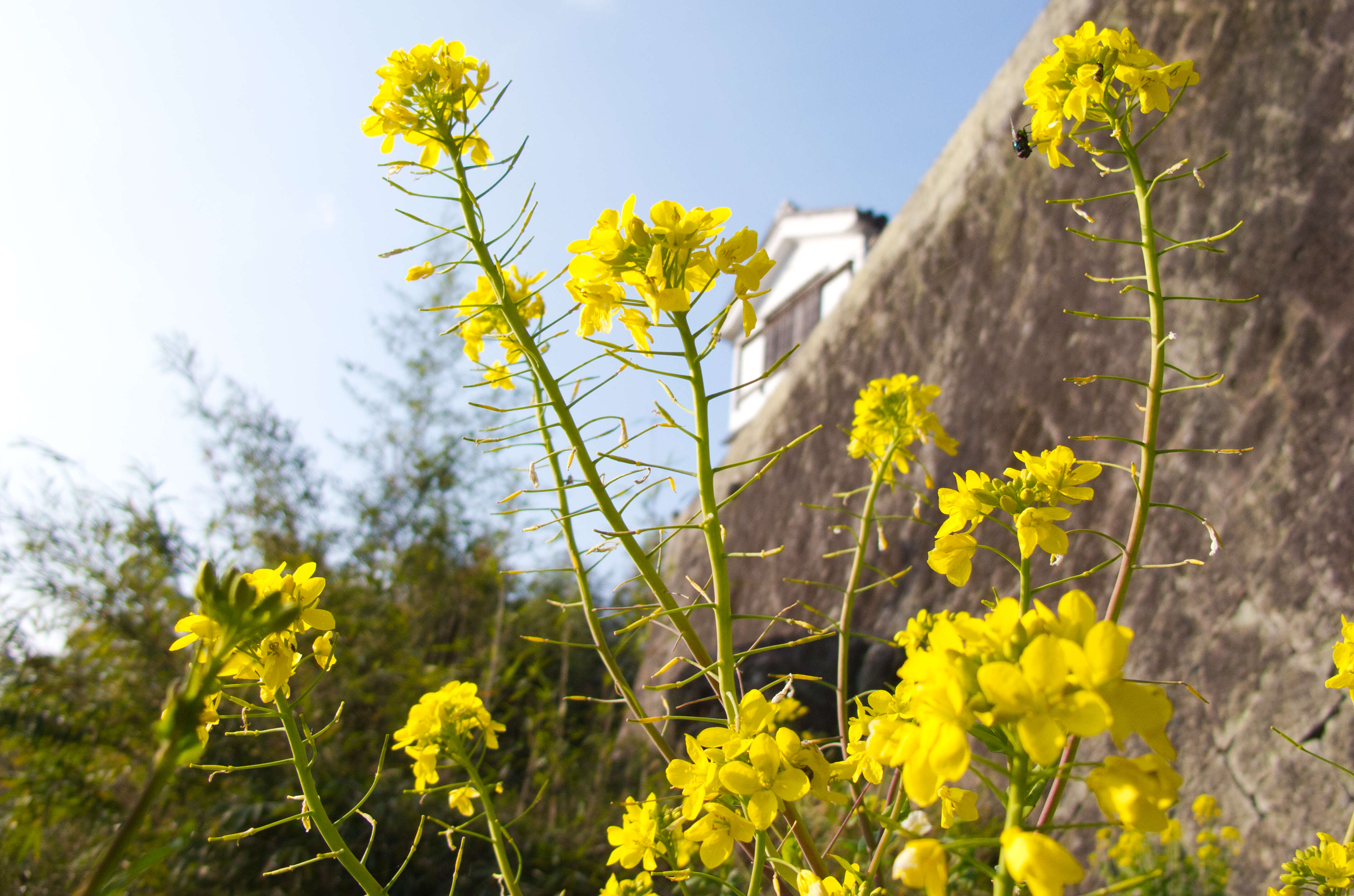 Image of Brassica rapa subsp. oleifera