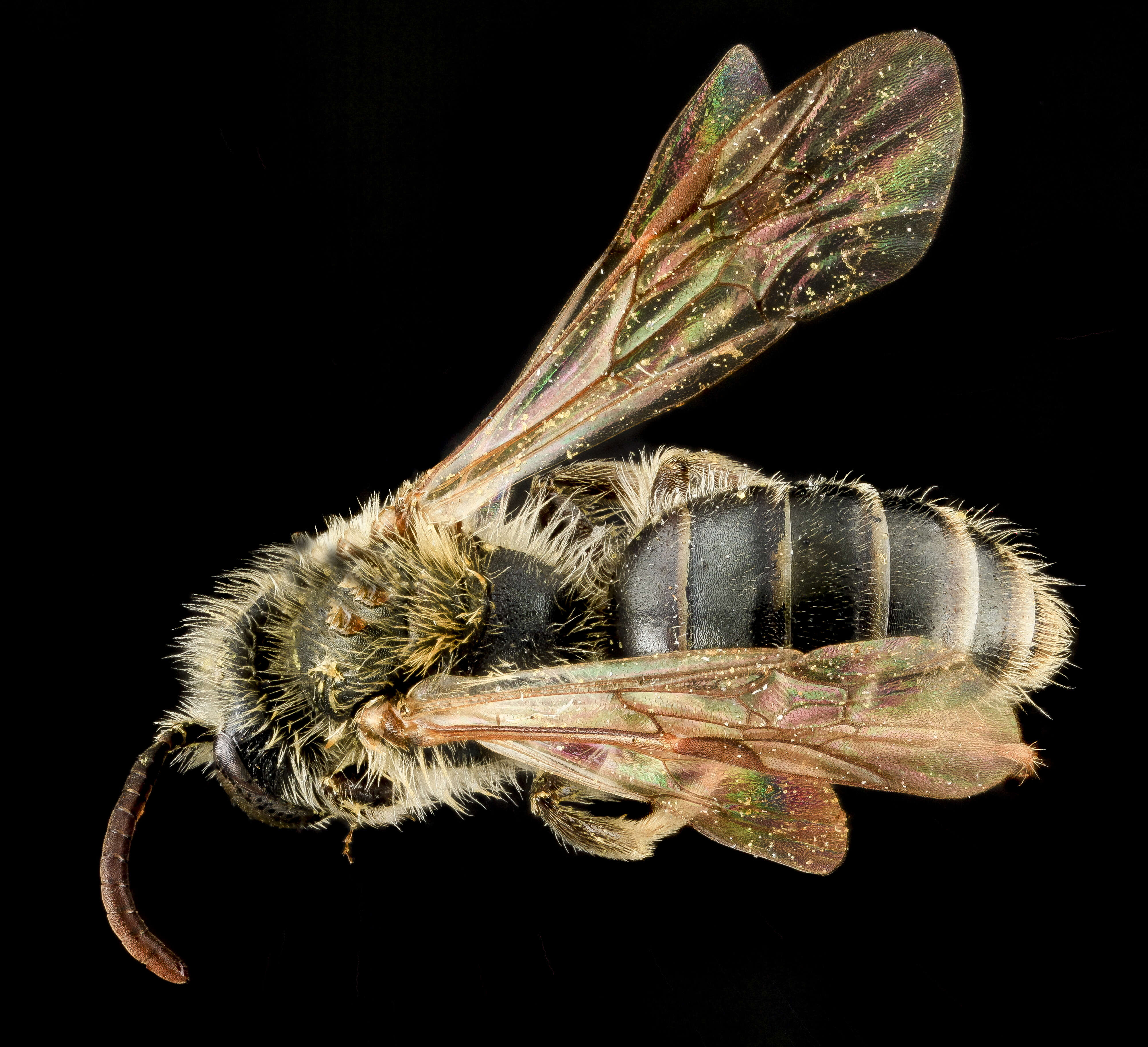 Image of Andrena nigrae Robertson 1905