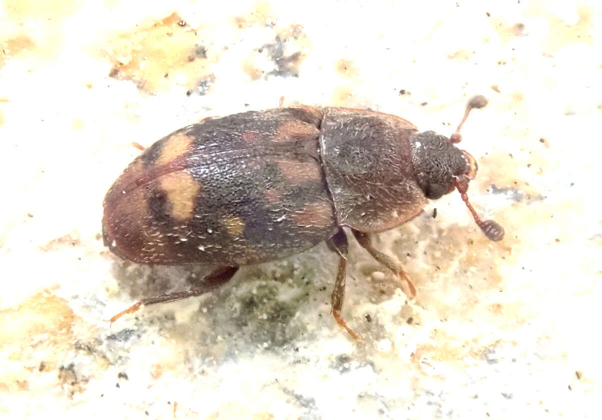 Image of Sap-feeding beetle