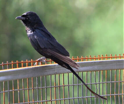 Image of Black Drongo