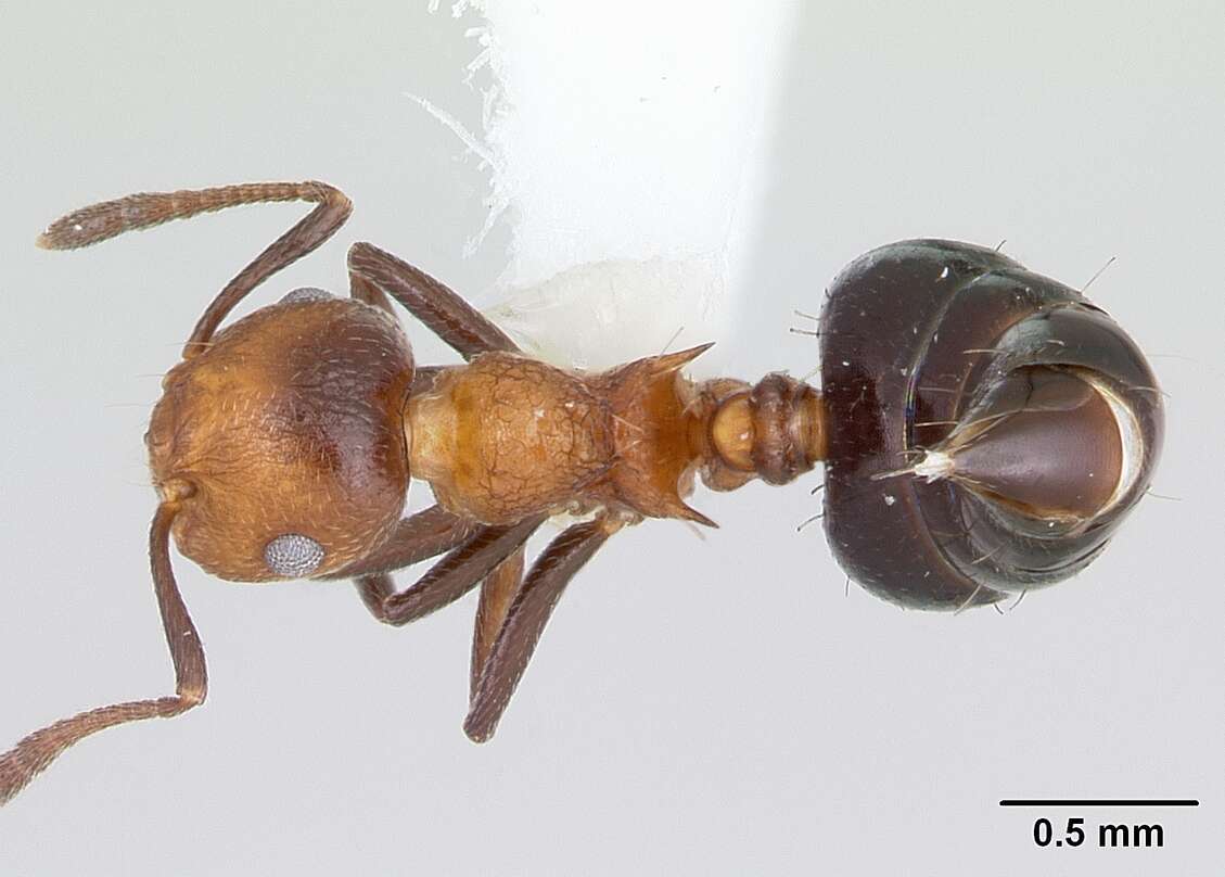 Image of Crematogaster corticicola Mayr 1887