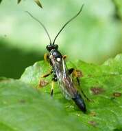 Image of Ichneumon