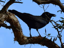 Слика од Corvus coronoides Vigors & Horsfield 1827