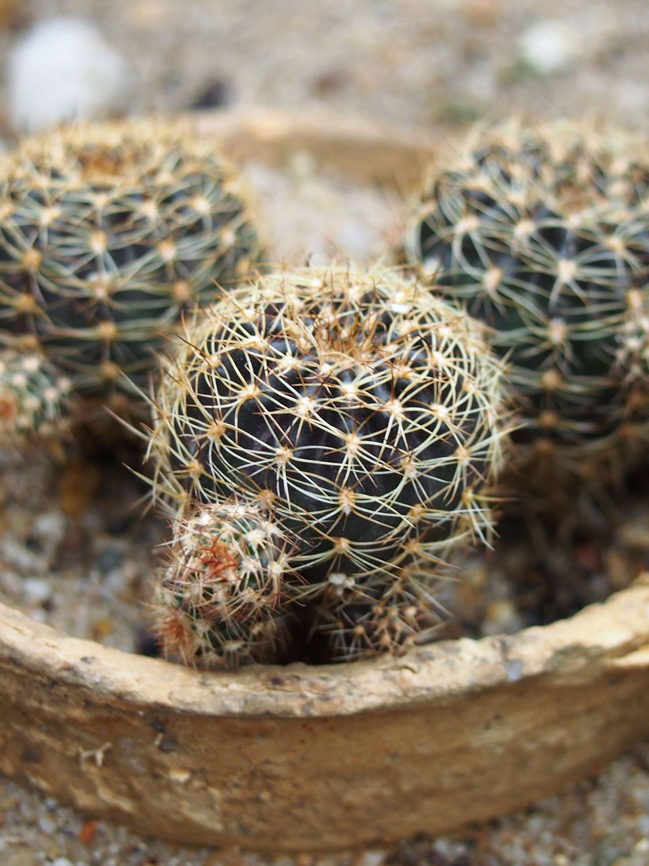 Image of Echinopsis arachnacantha (Buining & F. Ritter) H. Friedrich