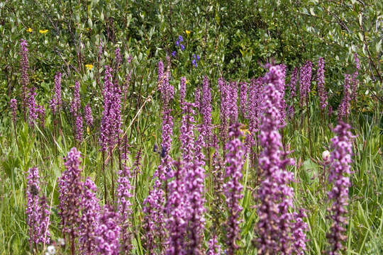 Image of elephanthead lousewort