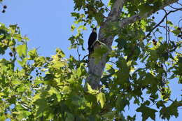 Image of Acorn Woodpecker