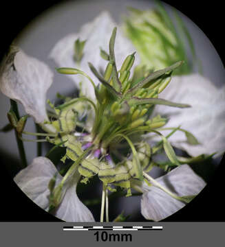 Nigella arvensis L. resmi