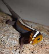 Image of Wiegmann's Striped Gecko