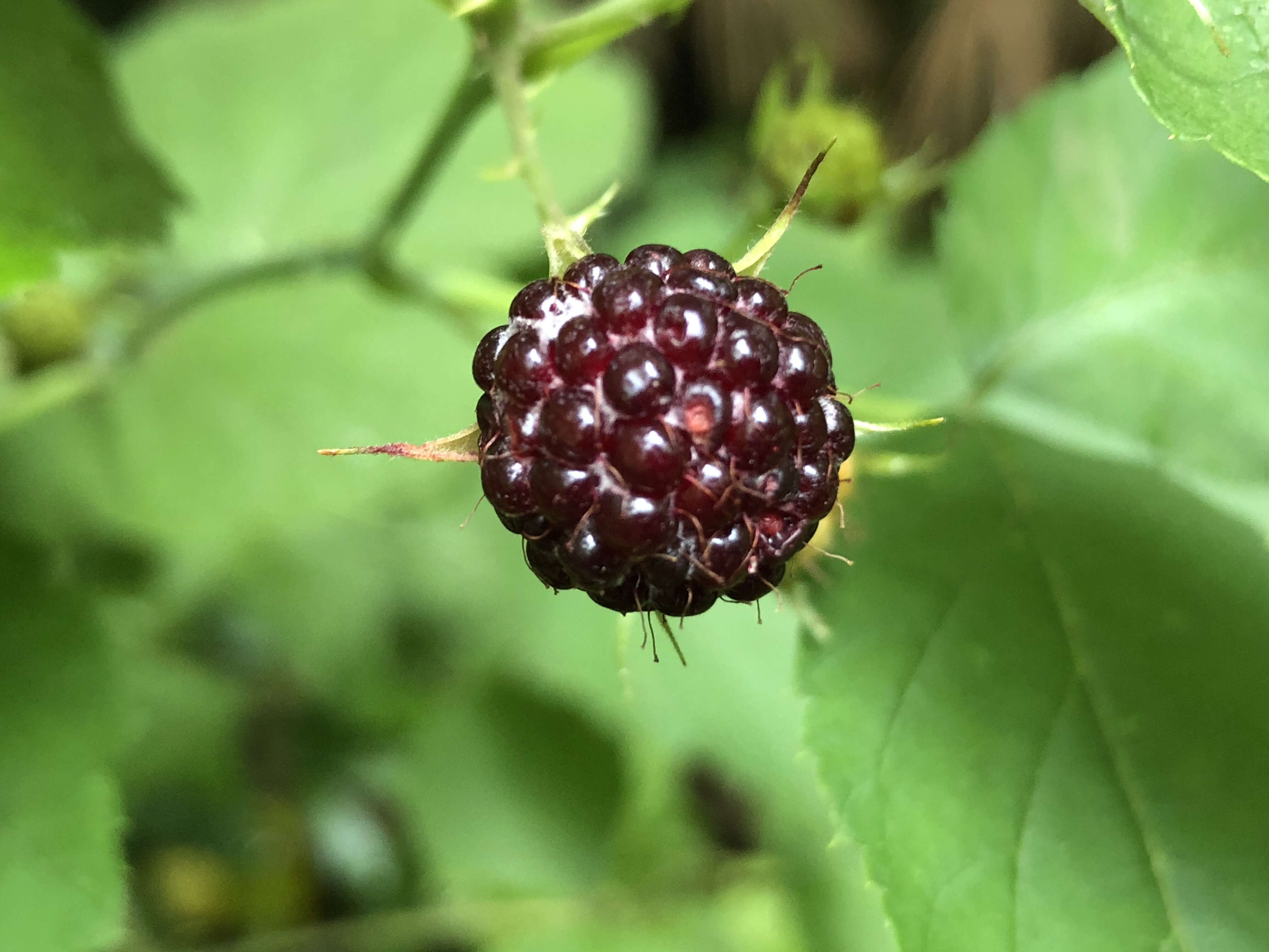 Image of black raspberry