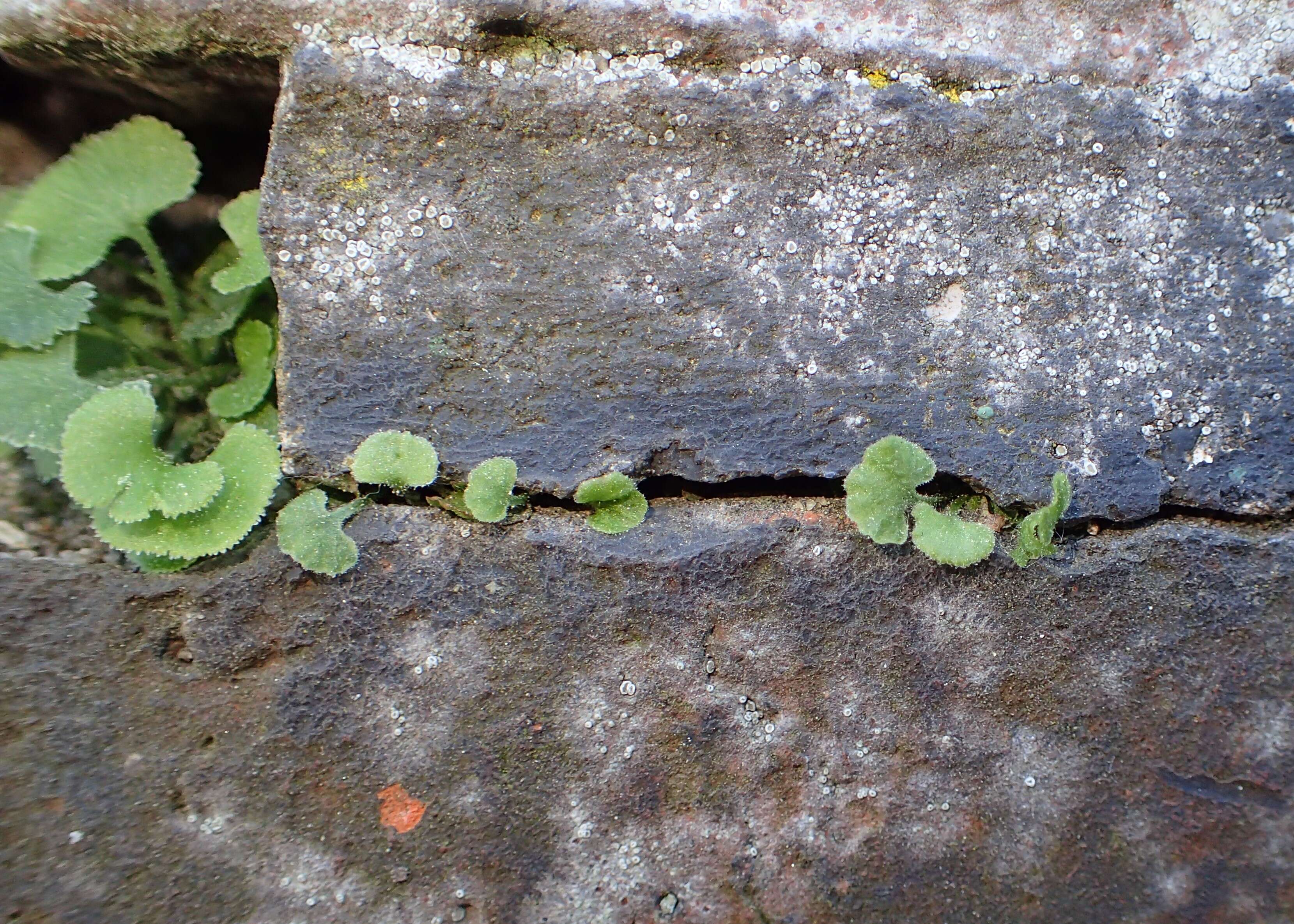 Image of Wall-rue