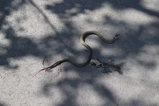 Image of Grass Snake