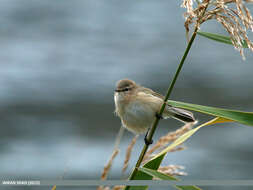 Image of Siberian Chiffchaff