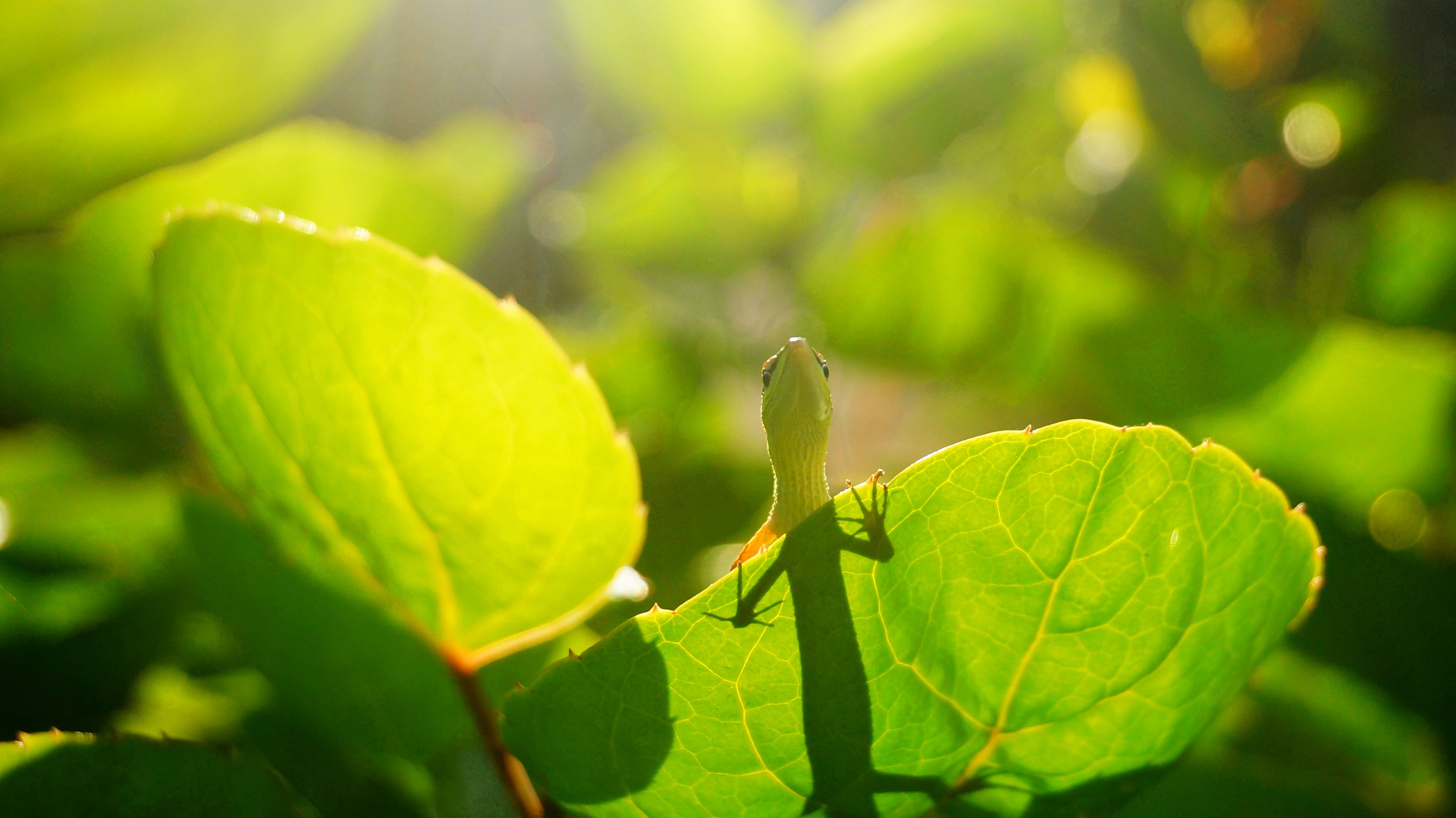 Image of Asian Grass Lizard