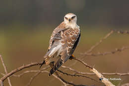 Image of Black-shouldered Kite