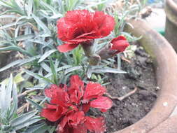 Image of carnation