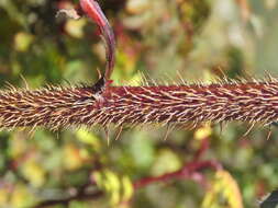 Rosa sericea Lindl. resmi