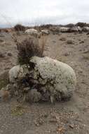 Image de Racomitrium lanuginosum Bridel 1819