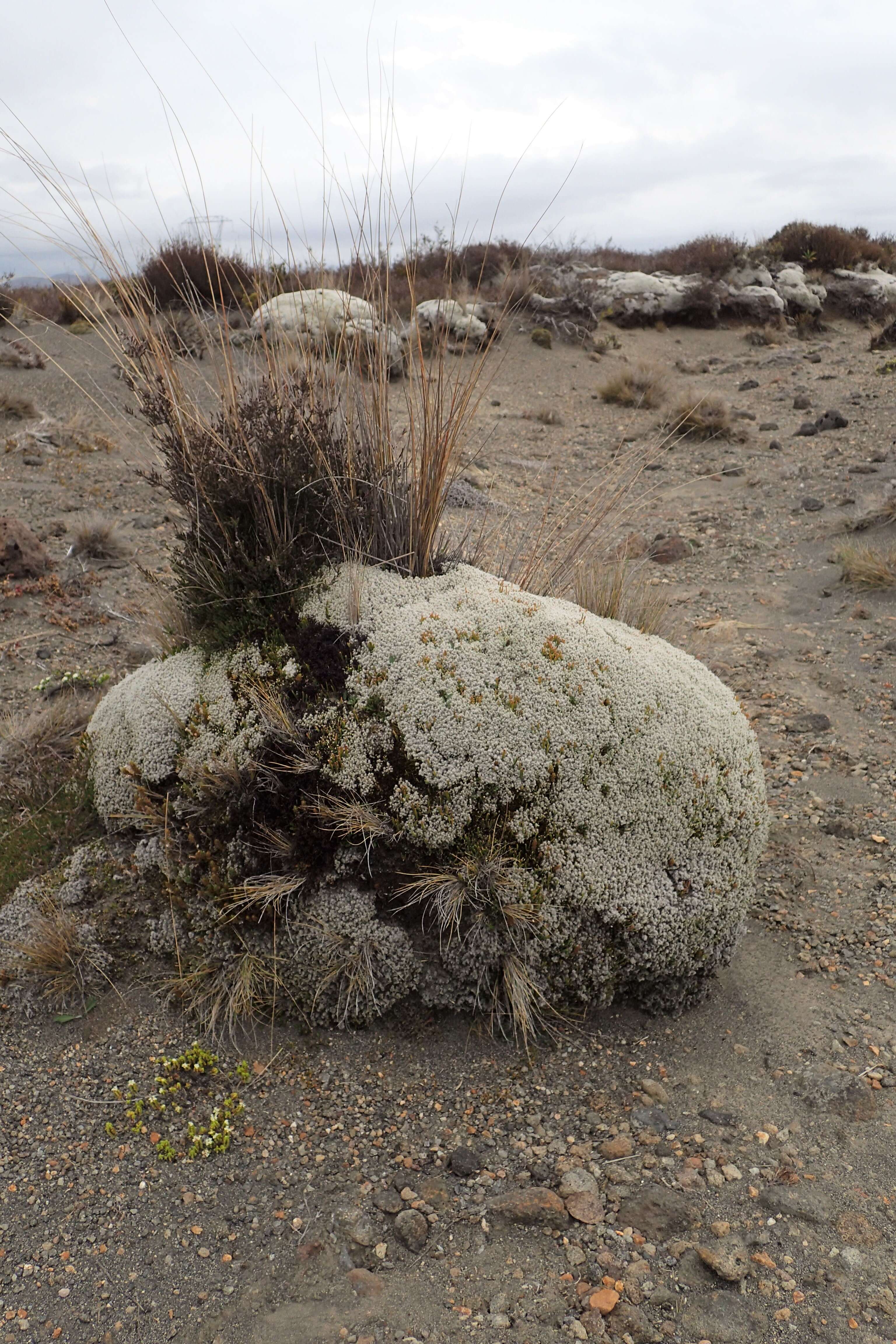 Image of racomitrium moss