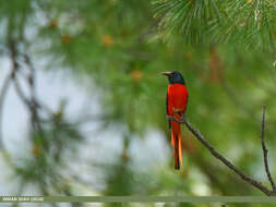 Image of Long-tailed Minivet