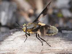 Image of Chrysops caecutiens (Linnaeus 1758)