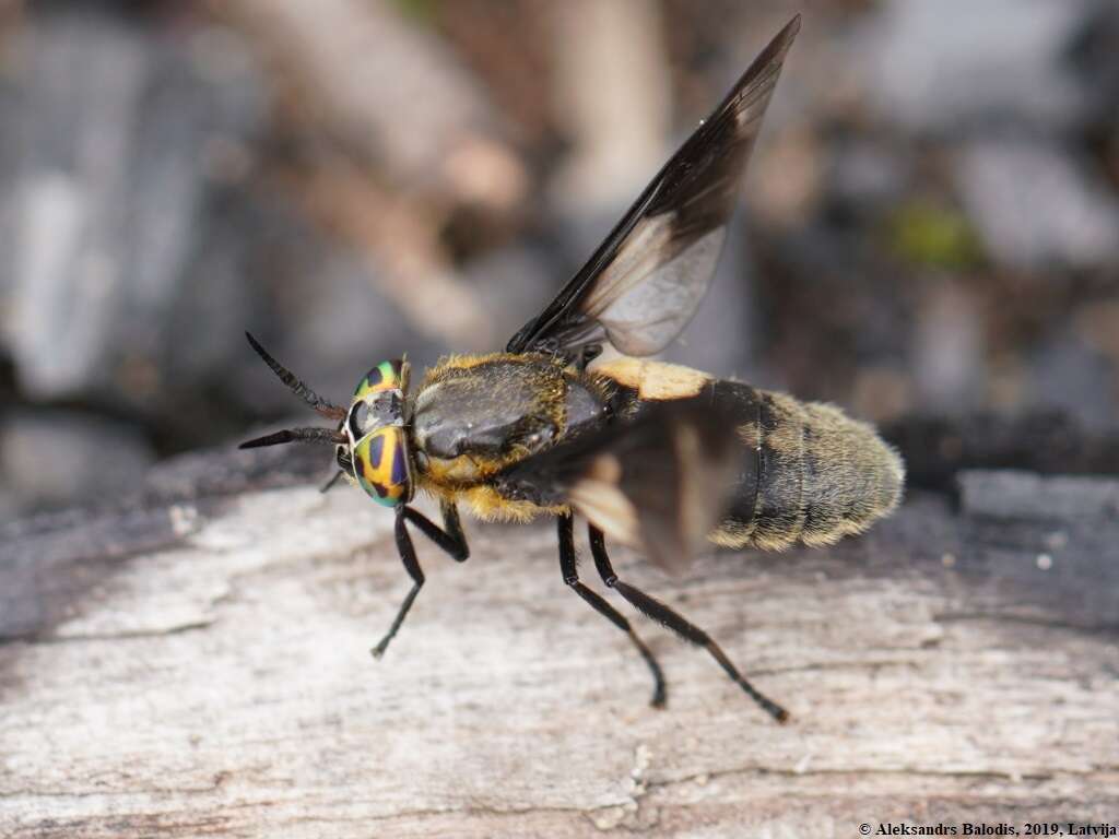 Image of Chrysops caecutiens (Linnaeus 1758)