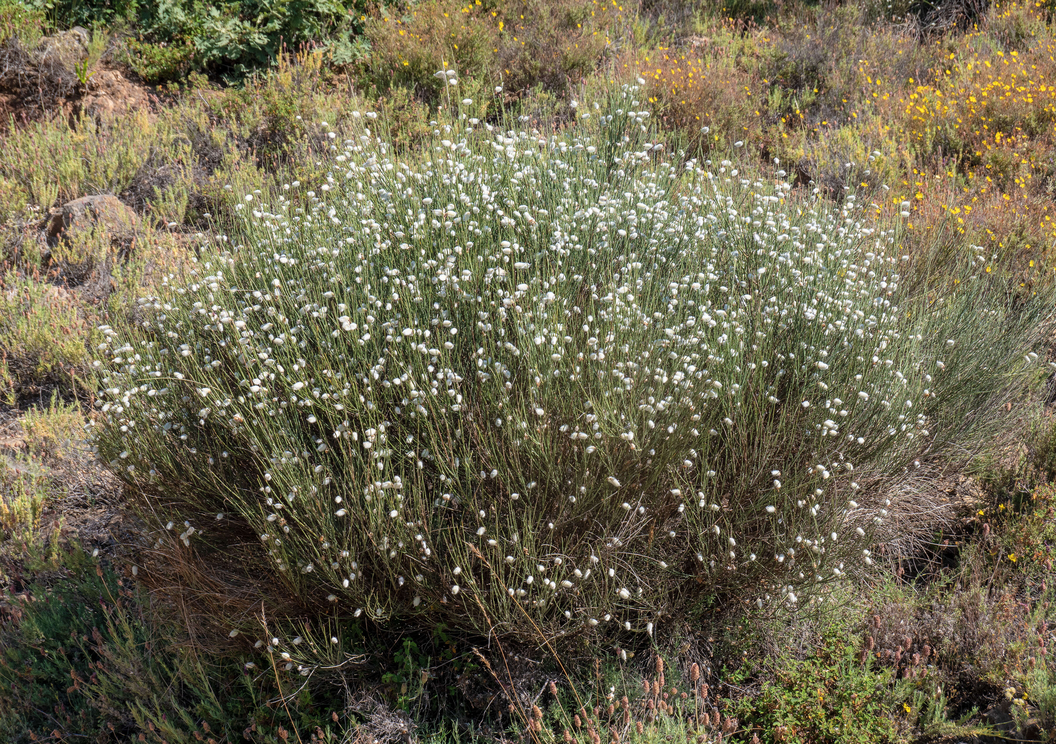 Image of striated broom