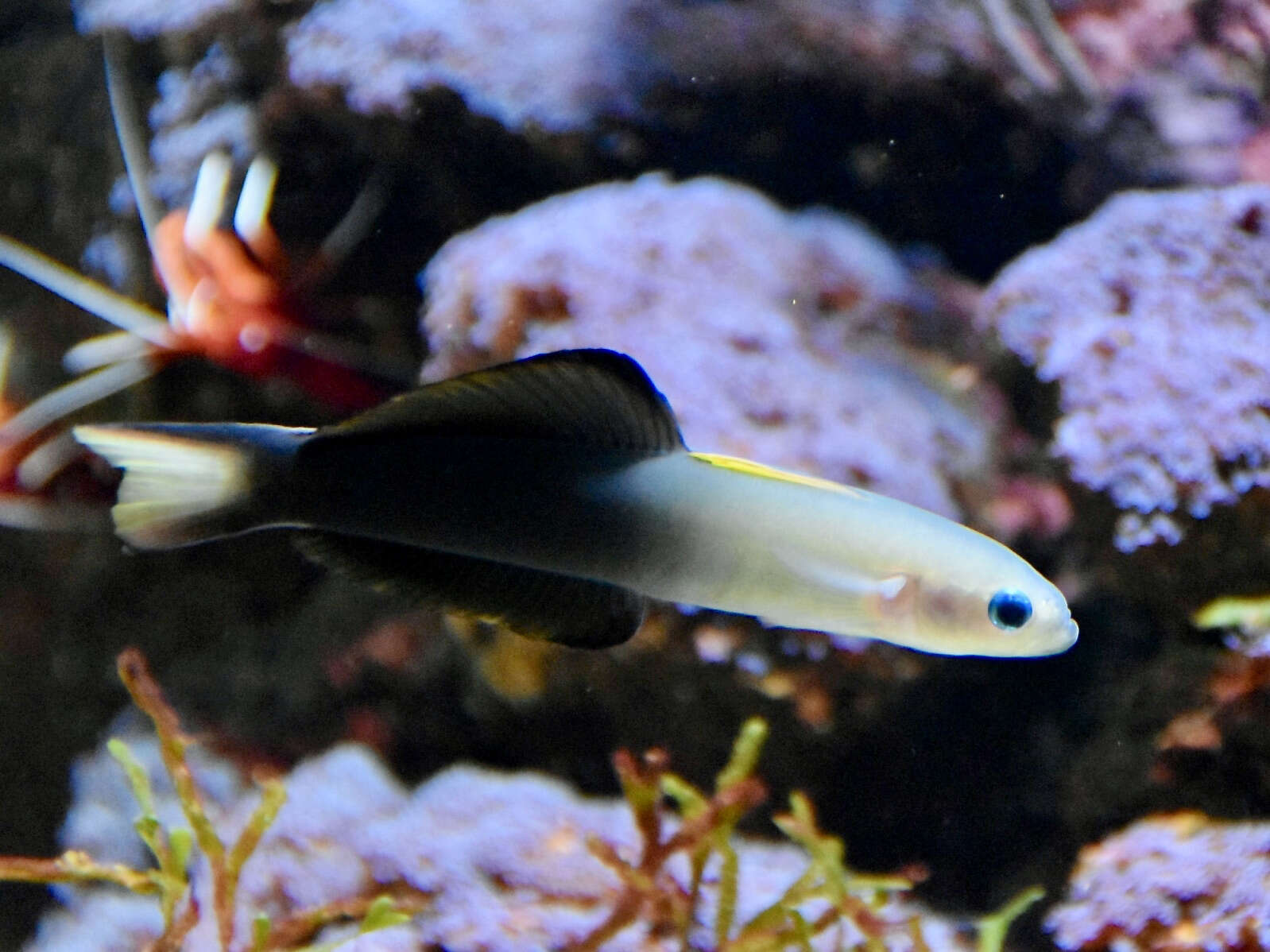 Image of Arrow dart-goby