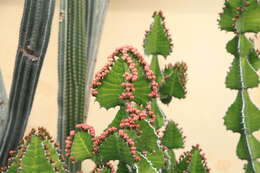 Imagem de Euphorbia breviarticulata Pax