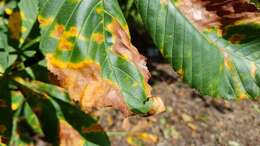 Image of red horse-chestnut