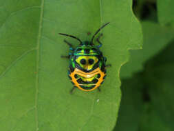 Image of Chrysocoris